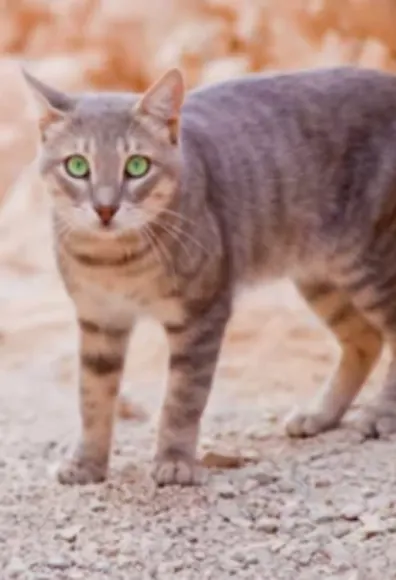 Gray Cat with Green Eyes Walking in the Desert